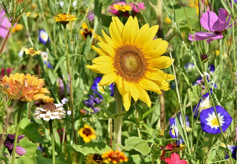 Small Space Gardening