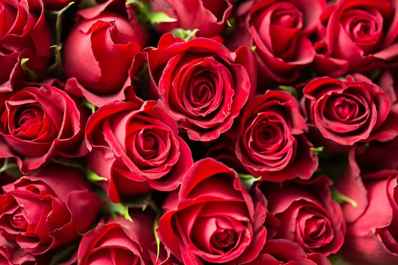 Red Rose